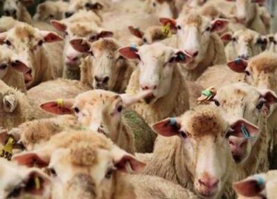 طاعون دامی خطرناک است؟ طاعون دامی خطرناک است؟